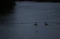  Ecluse Evry et bords de seine  - Les Oiseaux Ecluse d evry 440